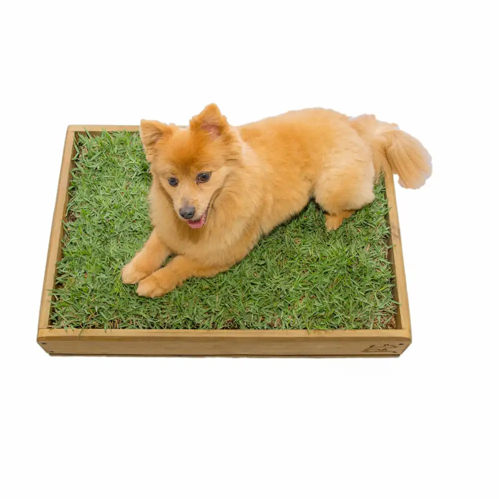 Sanitario Natural Para Mascotas
