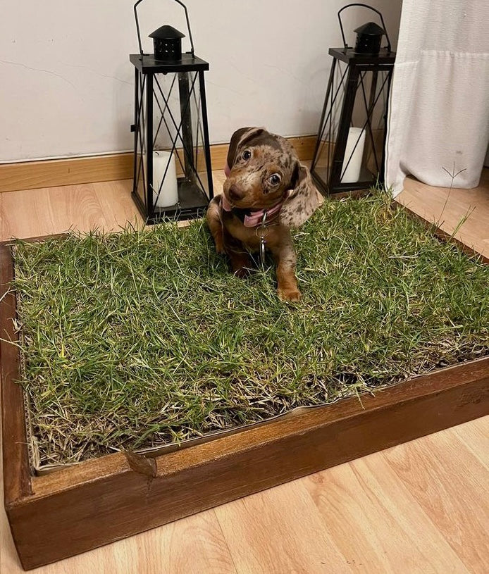 Sanitario Natural Para Mascotas