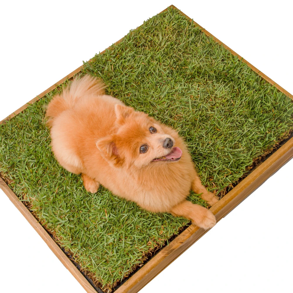 Sanitario Natural Para Mascotas
